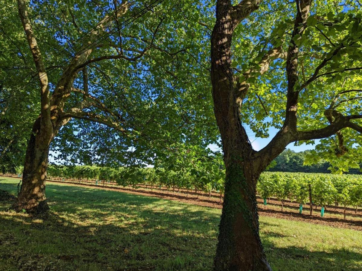 Gite Charmant Au Coeur D'Un Chateau Historique Avec Parc, Proche De Cognac, Ideal Famille Et Nature - Fr-1-653-167 Cherves-de-Cognac Ngoại thất bức ảnh